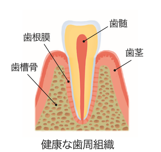 歯を失う原因を探ってみましょう
