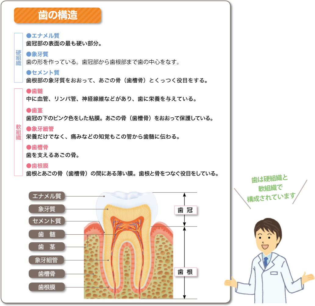 歯の仕組み・役割を知っていますか?