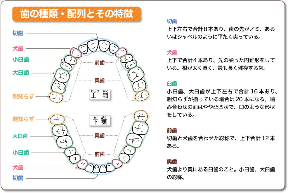 歯の仕組み・役割を知っていますか?